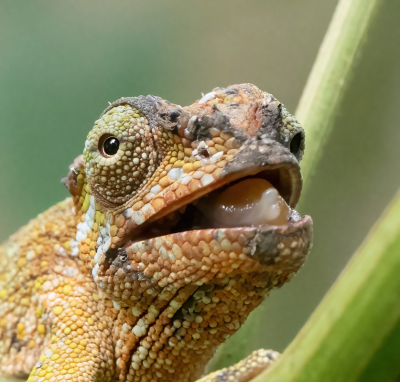 Deze opname van de Driehoorn Kameleon extra uitvergroot omdat je dan beter ziet dat het plakkerige speeksel rond de mond aarde en vuil vast houdt. Misschien lukt het me een keer een foto te maken van een kameleon die een insect vangt.