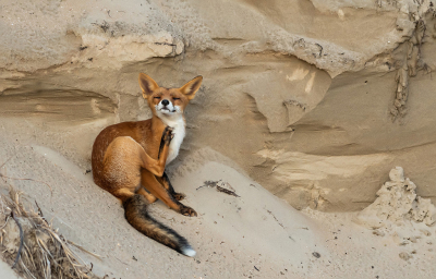 Nature picture: 2. Vulpes vulpes / Vos / Red Fox