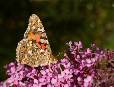 <i class='fa fa-user'></i>&nbsp;Truus Aletta Maan&nbsp;|  Distelvlinder&nbsp; <i class='fa fa-eye'>&nbsp;55</i> &nbsp;<i class='fa fa-thumbs-up'>&nbsp;7</i> &nbsp; <i class='fa fa-comment-o'>&nbsp;5</i>