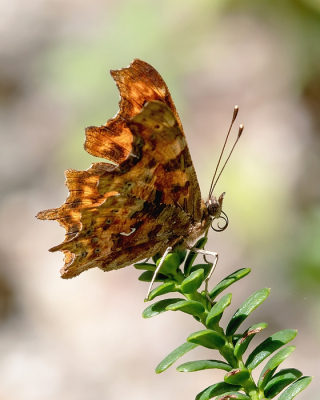 <i class='fa fa-user'></i>&nbsp;Johan van Gurp&nbsp;|  Gehakkelde Aurelia&nbsp; <i class='fa fa-eye'>&nbsp;52</i> &nbsp;<i class='fa fa-thumbs-up'>&nbsp;6</i> &nbsp; <i class='fa fa-comment-o'>&nbsp;4</i>