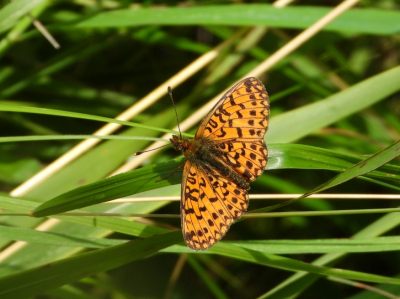 <i class='fa fa-user'></i>&nbsp;Jelle Bakker&nbsp;|  Zilveren Maan&nbsp; <i class='fa fa-eye'>&nbsp;53</i> &nbsp; <i class='fa fa-comment-o'>&nbsp;2</i>