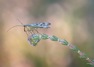 <i class='fa fa-user'></i>&nbsp;Tom&nbsp;|  Duitse Schorpioenvlieg&nbsp; <i class='fa fa-eye'>&nbsp;78</i> &nbsp;<i class='fa fa-thumbs-up'>&nbsp;10</i> &nbsp; <i class='fa fa-comment-o'>&nbsp;3</i>