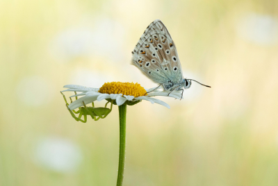 Micrommata virescens / Groene Jachtspin / Green Huntsman Spider Micrommata virescens / Groene Jachtspin / Green Huntsman Spider