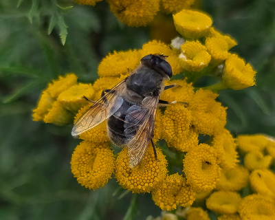 <i class='fa fa-user'></i>&nbsp;guidomwm&nbsp;|  Blinde Bij&nbsp; <i class='fa fa-eye'>&nbsp;45</i> &nbsp;<i class='fa fa-thumbs-up'>&nbsp;1</i> &nbsp; <i class='fa fa-comment-o'>&nbsp;10</i>