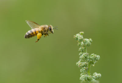 <i class='fa fa-user'></i>&nbsp;janvangastel&nbsp;|  Honingbij&nbsp; <i class='fa fa-eye'>&nbsp;67</i> &nbsp;<i class='fa fa-thumbs-up'>&nbsp;7</i> &nbsp; <i class='fa fa-comment-o'>&nbsp;7</i>