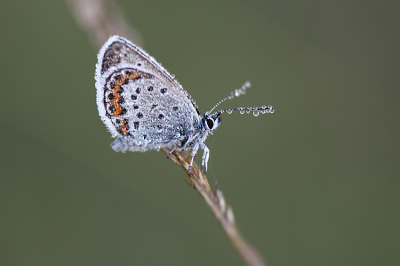 <i class='fa fa-user'></i>&nbsp;Paul Vandebroek&nbsp;|  Heideblauwtje&nbsp; <i class='fa fa-eye'>&nbsp;58</i> &nbsp;<i class='fa fa-thumbs-up'>&nbsp;4</i> &nbsp; <i class='fa fa-comment-o'>&nbsp;8</i>