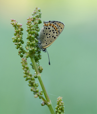 Een mooie combinatie, Bruine Vuurvlinder + Zuring.

We vonden genoeg van deze mooie soort die ochtend, nog onder de dauw.

Uit de hand, Sony A7IV + 90mm Macro.