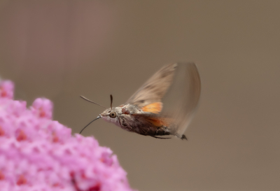 <i class='fa fa-user'></i>&nbsp;Truus Aletta Maan&nbsp;|  Kolibrievlinder&nbsp; <i class='fa fa-eye'>&nbsp;69</i> &nbsp;<i class='fa fa-thumbs-up'>&nbsp;5</i> &nbsp; <i class='fa fa-comment-o'>&nbsp;6</i>