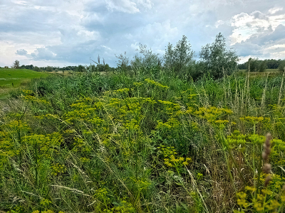 <i class='fa fa-user'></i> guidomwm | Landschap met Venkel  <i class='fa fa-eye'> 63</i>   <i class='fa fa-comment-o'> 2</i>