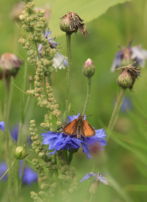 <i class='fa fa-user'></i>&nbsp;Tineke Strijbosch&nbsp;|  Zwartsprietdikkopje&nbsp; <i class='fa fa-eye'>&nbsp;88</i> &nbsp;<i class='fa fa-thumbs-up'>&nbsp;3</i> &nbsp; <i class='fa fa-comment-o'>&nbsp;5</i>
