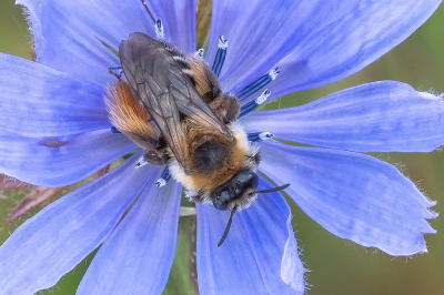 <i class='fa fa-user'></i>&nbsp;Johan van Gurp&nbsp;|  Pluimvoetbij&nbsp; <i class='fa fa-eye'>&nbsp;53</i> &nbsp; <i class='fa fa-comment-o'>&nbsp;2</i>