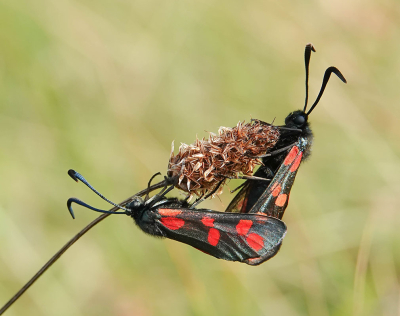 4. Zygaena filipendulae / Sint-jansvlinder / Six-spot Burnet