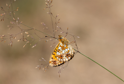 2. Boloria selene / Zilveren Maan / Small Pearl-bordered Fritillary