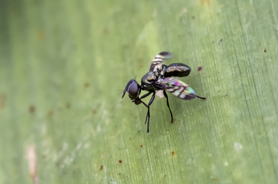 5. Rivellia syngenesiae / Klaverzoenvlieg / Rivellia syngenesiae