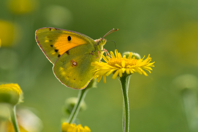 <i class='fa fa-user'></i>&nbsp;Willem Verhagen&nbsp;|  Oranje Luzernevlinder&nbsp; <i class='fa fa-eye'>&nbsp;60</i> &nbsp;<i class='fa fa-thumbs-up'>&nbsp;5</i> &nbsp; <i class='fa fa-comment-o'>&nbsp;3</i>