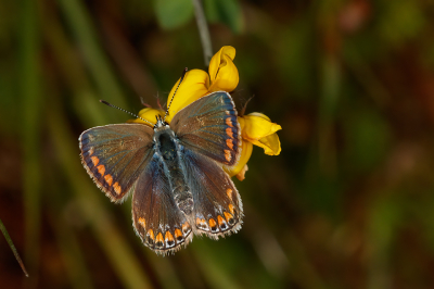 <i class='fa fa-user'></i>&nbsp;Louis56&nbsp;|  Icarusblauwtje&nbsp; <i class='fa fa-eye'>&nbsp;38</i> &nbsp; <i class='fa fa-comment-o'>&nbsp;1</i>