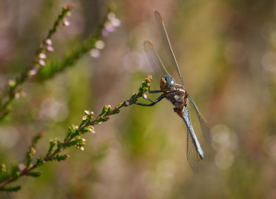 Afgelopen zaterdag lekker gewandeld met mijn liefsten op de Brunssummerheide. Een van onze favoriete stekjes.

De Beekoeverlibel is regelmatig te zien daar, dit mannetje hing er mooi bij met een passende achtergrond. Ook hier weer gebruik gemaakt van de telelens. Zo kon ik mooi afstand houden en toch aardig inzoomen.

De heide begint al te kleuren en binnen enkele weken zal dat nog mooier worden.

Uit de hand genomen.