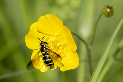 Op deze natuurbegraafplaats zijn veel insecten te vinden waaronder deze zweefvlieg.
Ook wordt de Engelse naam Smooth-banded Meadow Fly gebruikt.
Wikipedia:
In Nederland en Belgi komen tien soorten fopwespen voor waarvan vijf soorten vrij algemeen zijn. Van de andere vijf soorten zijn twee soorten vrij zeldzaam en drie soorten zeer zeldzaam of uitgestorven in Nederland.
De meest algemene soorten zijn de Donkere fopwesp, de Grote fopwesp en de Stipfopwesp. De Bolle fopwesp en de Streepfopwesp komen op minder plaatsen verspreid over Nederland voor.  De Heidefopwesp en de Saksische fopwesp zijn vrij zeldzaam.
De Bergfopwesp, de Kale fopwesp en de Variabele fopwesp zijn zeer zeldzaam of geheel uit Nederland verdwenen.
