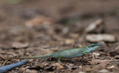 Detailfoto's van de kop zijn eigenlijk nog mooier maar eerst even een opname van deze kameleon met de lange staart erbij. Bij de opname van de kop schuin van voor is het een duidelijke platte hoorn midden op de kop.