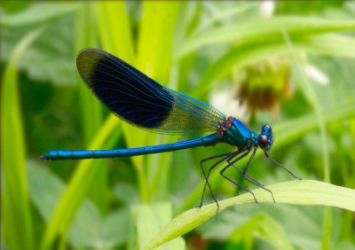 <i class='fa fa-user'></i>&nbsp;Christian&nbsp;| Weidebeekjuffer&nbsp; <i class='fa fa-eye'>&nbsp;88</i> &nbsp; <i class='fa fa-comment-o'>&nbsp;2</i>