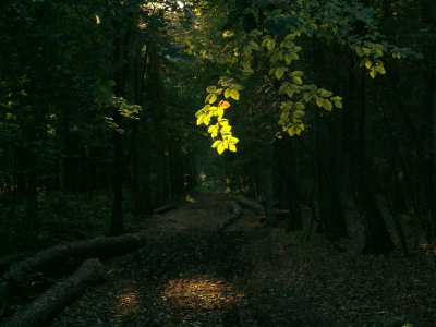 Licht viel door de bomen precies op deze bladeren.

F3.5
1/50s
ISO 100