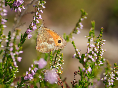 Afgelopen zaterdag een wandeling gemaakt met de liefsten, we komen er graag.

Heide begint al te kleuren, binnen een paar weken is ze op het mooist. Leuke combinatie samen met het Oranje Zandoogje.

Met de telelens, uit de hand.