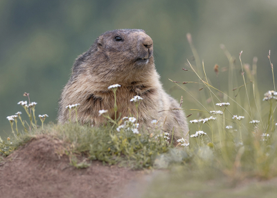 <i class='fa fa-user'></i> Luc Meert |  Marmot  <i class='fa fa-eye'> 39</i>  <i class='fa fa-thumbs-up'> 2</i>   <i class='fa fa-comment-o'> 3</i>