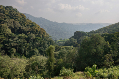 <i class='fa fa-user'></i> JeroenAsilia | Bwindi Impenetrable National Park  <i class='fa fa-eye'> 39</i>   <i class='fa fa-comment-o'> 1</i>