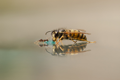 Nature picture: 1. Vespula vulgaris