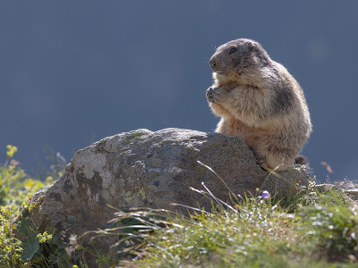<i class='fa fa-user'></i> Luc Meert | Marmot  <i class='fa fa-eye'> 25</i>   <i class='fa fa-comment-o'> 0</i>