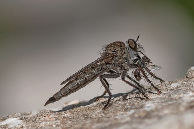 Tolmerus atricapillus / Gewone Roofvlieg / Kite-tailed Robberfly Tolmerus atricapillus / Gewone Roofvlieg / Kite-tailed Robberfly