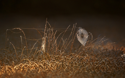 Nature picture: 1. Spinnenweb