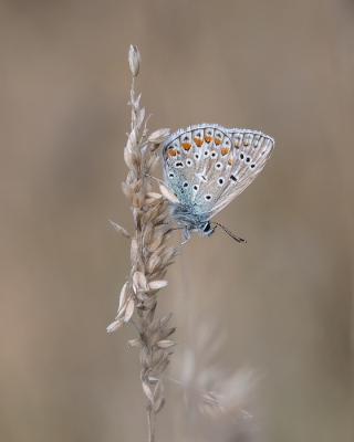 Nature picture: 1. Icarusblauwtje