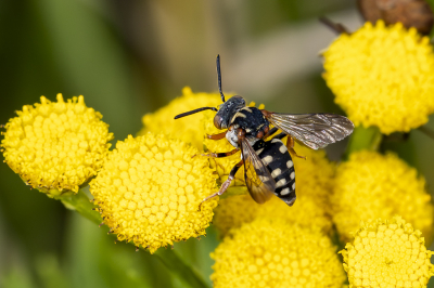 Gisteren een rondje gelopen bij Huis ter Heide. Helaas waaide het nogal wat fotosmaken lastig maakte. Toch een paar voor mij nieuwe soorten gezien waaronder deze bij.
Wildebijen.nl:
De Gewone viltbij is een vrij bont gekleurde, kleine, klepto-parasitaire bij met grotendeels roodgekleurde poten. De vrouwtjes hebben meer roodgekleurde delen: schouderbultjes en vleugelschubben en het schildje. Zowel mannetje als vrouwtje hebben witte vlekken op het borststuk en achterlijf.
De Gewone viltbij komt verspreid over geheel Nederland voor.