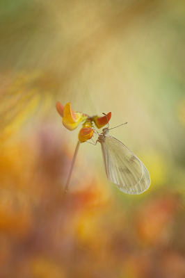 Leptidea sinapis / Boswitje / Wood White