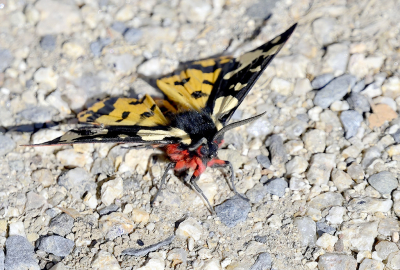 Ondersoort angelica.
Op n van onze laatste dagen daar zat ie daar, op de grond, wat te spartelen. Zowel observado als over i-naturalist hebben het over deze ondersoort, zelf weet ik niets.
Maar wat is hij mooi!