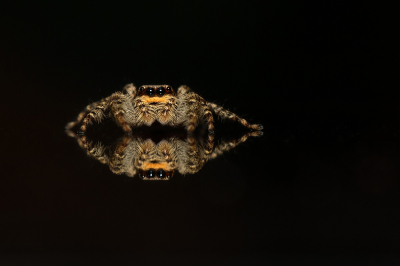 Marpissa muscosa / Schorsmarpissa / Fence Post Jumper Marpissa muscosa / Schorsmarpissa / Fence Post Jumper