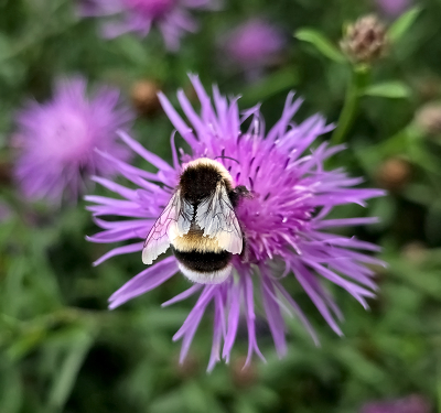 Langs het fietspad in De Havikerwaard staat een enorme strook met bloemen en daar komen de insecten op af. Bij een beetje goed licht en een heleboel geduld zijn er goede foto's te maken.