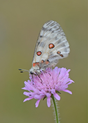 <i class='fa fa-user'></i> koekieman |  Apollovlinder  <i class='fa fa-eye'> 42</i>  <i class='fa fa-thumbs-up'> 3</i>   <i class='fa fa-comment-o'> 1</i>