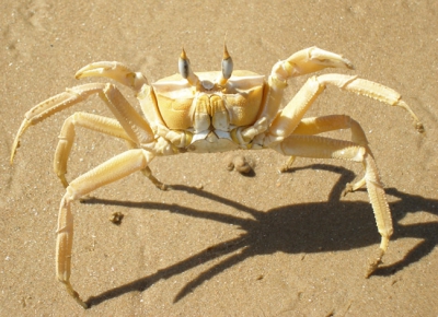 <i class='fa fa-user'></i> jeroen verhoeff | Spookkrab  <i class='fa fa-eye'> 152</i>   <i class='fa fa-comment-o'> 3</i>