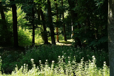 <i class='fa fa-user'></i> hesterb |  Lichtval in groen  <i class='fa fa-eye'> 36</i>   <i class='fa fa-comment-o'> 1</i>