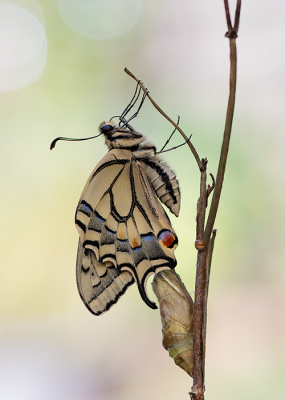 Papilio machaon / Koninginnenpage / Swallowtail Papilio machaon / Koninginnenpage / Swallowtail