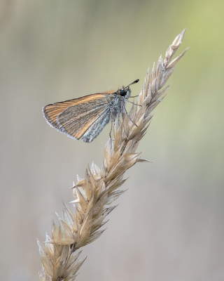 <i class='fa fa-user'></i> Johan van Gurp |  Zwartsprietdikkopje  <i class='fa fa-eye'> 33</i>  <i class='fa fa-thumbs-up'> 4</i>   <i class='fa fa-comment-o'> 3</i>