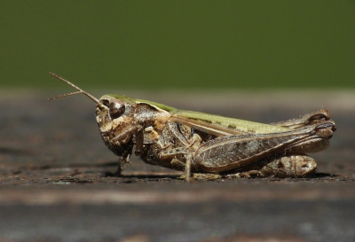 Nature picture: 1. Bruin Schavertje