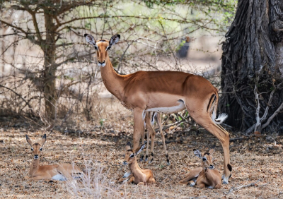 <i class='fa fa-user'></i> JeroenAsilia |  Impala  <i class='fa fa-eye'> 2</i>   <i class='fa fa-comment-o'> 0</i>