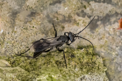 Vanmiddag een rondje gefietst en bij terugkomst ging deze spinnendoder aan de haal met een Muurzesoog. Het was een verloren strijd voor de spin (Lichaamslengte: &#9792; 10 - 13mm, &#9794; 9 - 11mm) terwijl dit wespje slechts lengte &#9792; 5-8 mm, &#9794; 5-7 mm is.
Jammer genoeg zijn de foto's terwijl de wesp aan het stoeien was met de spin niet scherp.