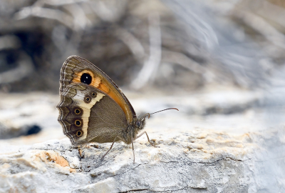 <i class='fa fa-user'></i>&nbsp;josephine&nbsp;|  Spaans Oranje Zandoogje&nbsp; <i class='fa fa-eye'>&nbsp;68</i> &nbsp;<i class='fa fa-thumbs-up'>&nbsp;10</i> &nbsp; <i class='fa fa-comment-o'>&nbsp;8</i>