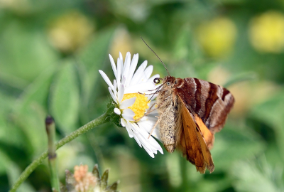 <i class='fa fa-user'></i>&nbsp;josephine&nbsp;|  Bruine Daguil&nbsp; <i class='fa fa-eye'>&nbsp;45</i> &nbsp; <i class='fa fa-comment-o'>&nbsp;4</i>