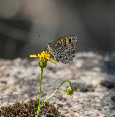 <i class='fa fa-user'></i>&nbsp;Eef Kieft&nbsp;|  Argusvlinder&nbsp; <i class='fa fa-eye'>&nbsp;58</i> &nbsp; <i class='fa fa-comment-o'>&nbsp;2</i>