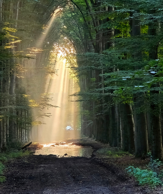 onderweg plotseling mooie lichtval op dit pad : Dr. Hartman laan .
er staat daar altijd water vanwege leem in de bodem.
weer prachtig om te zien dit keer.